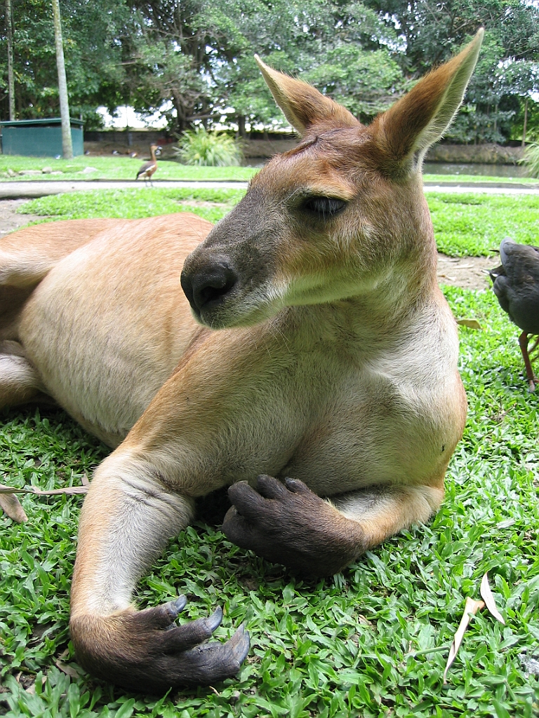 090 Port Douglas Wildlife Habitat.jpg